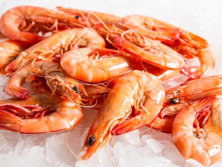 (2325) Prawn Whole Van Cooked 16 20 Box 5kg on Sale