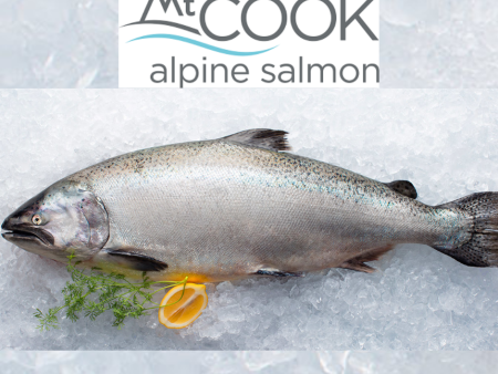 (2413) Whole NZ king Salmon Vac Average Size 1.7- 2.2 kg each Pac gutted guild per kg. Average price per whole salmon 90WST-120WST. For Cheap